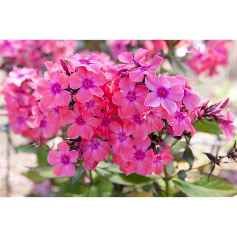 Phlox paniculata'Windsor' 