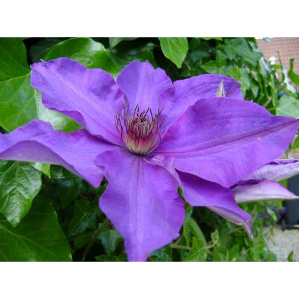 Clematis'The President' 