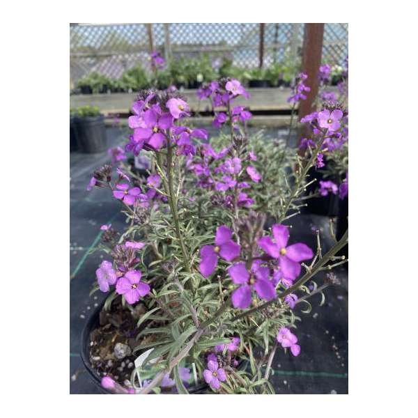 Erysimum'Bowles Me Away'