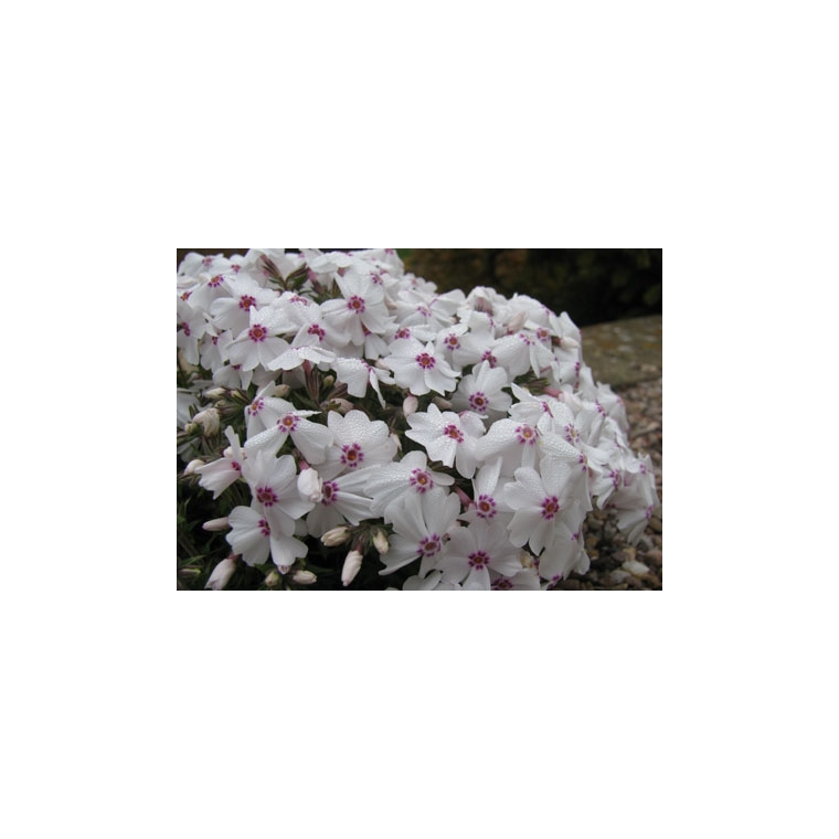 Phlox subulata'Amazing Grace'