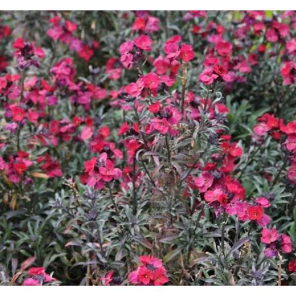 Erysimum'Red Jep'