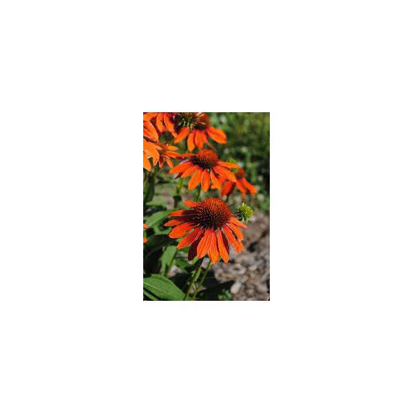 Echinacea'Lakota Orange'