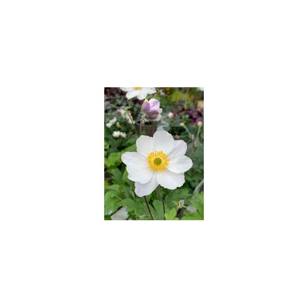 Anemone'Elfin Swan'