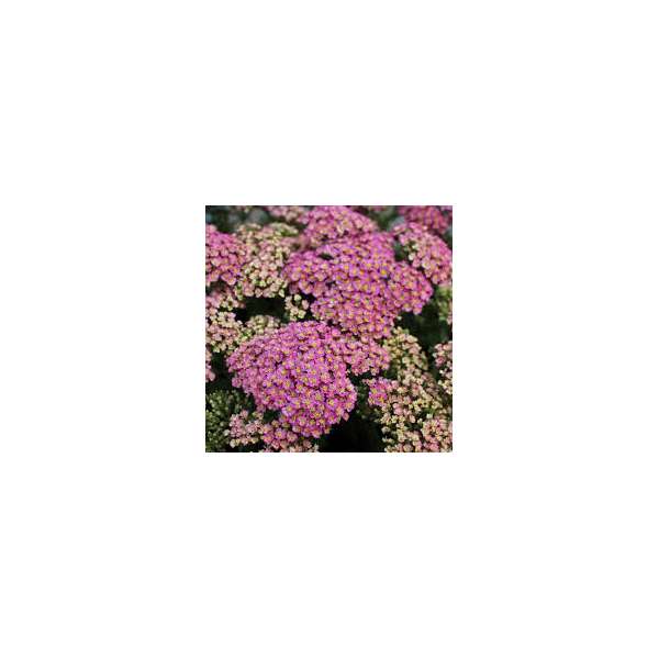 Achillea millefolium'Milly Rock Rose'