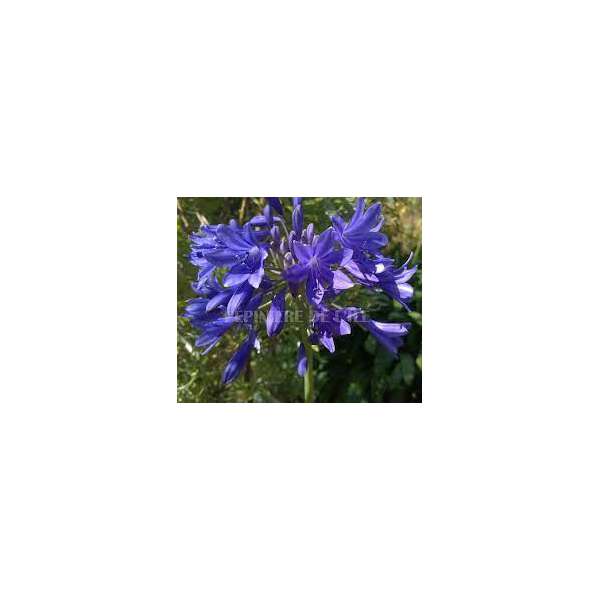 Agapanthus'Meibont'