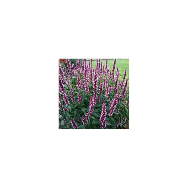 Agastache'Beelicious Pink'