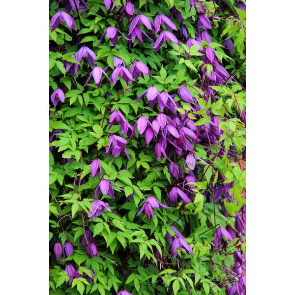 Clematis'Tage Lundell' 