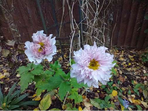 Anemone'Frilly Knickers'