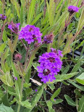 Verbena rigida