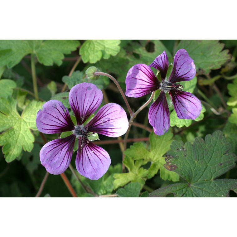 Geranium'Salome'