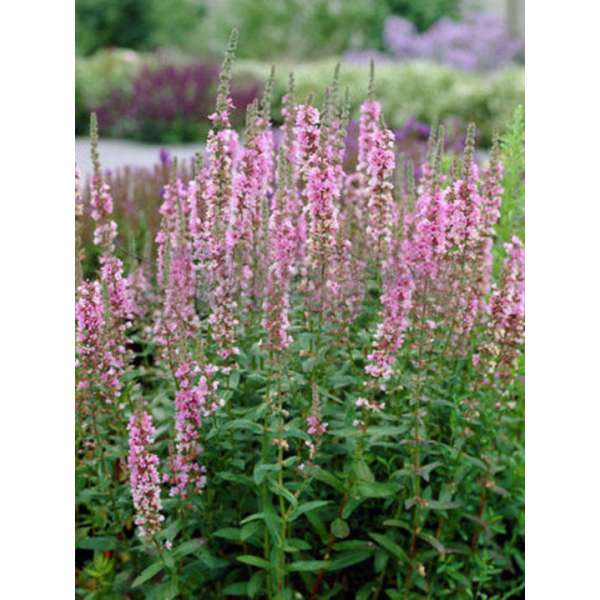 Lythrum salicaria'Blush' 