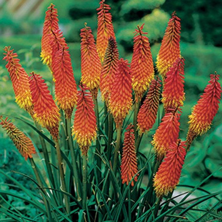 Kniphofia hybride'Alcazar'