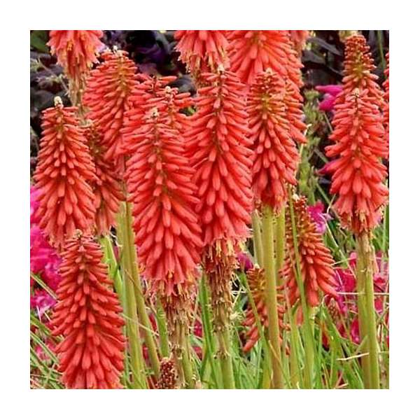 Kniphofia'Red Hot Popsicle'