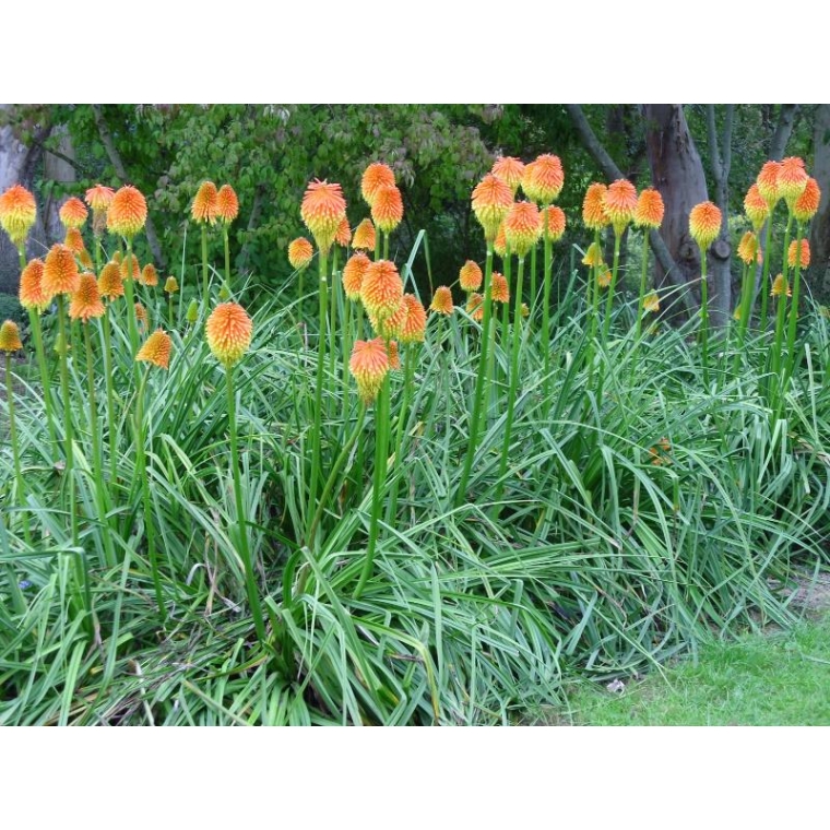 Kniphofia rooperi