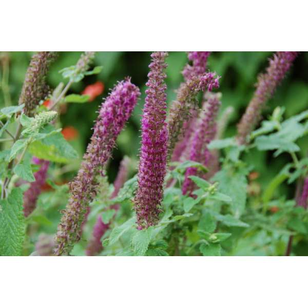 Teucrium hyrcanium'Paradise Delight'