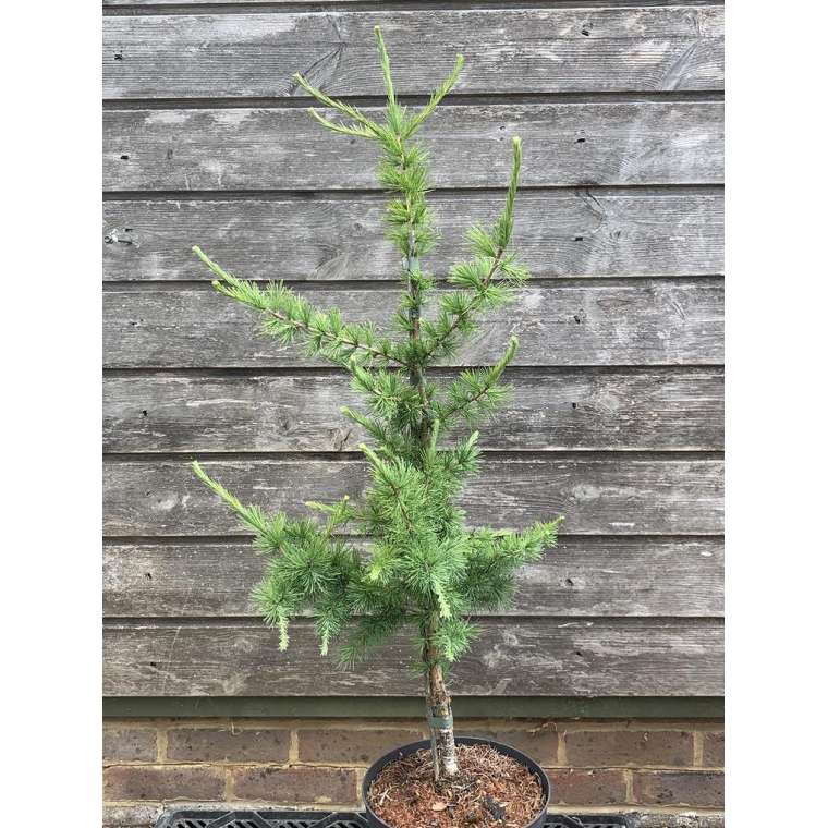 Larix laricina'Iron Rod' 