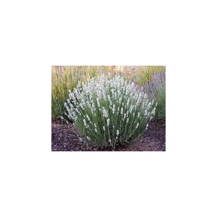 Lavandula angustifolia'Alba'