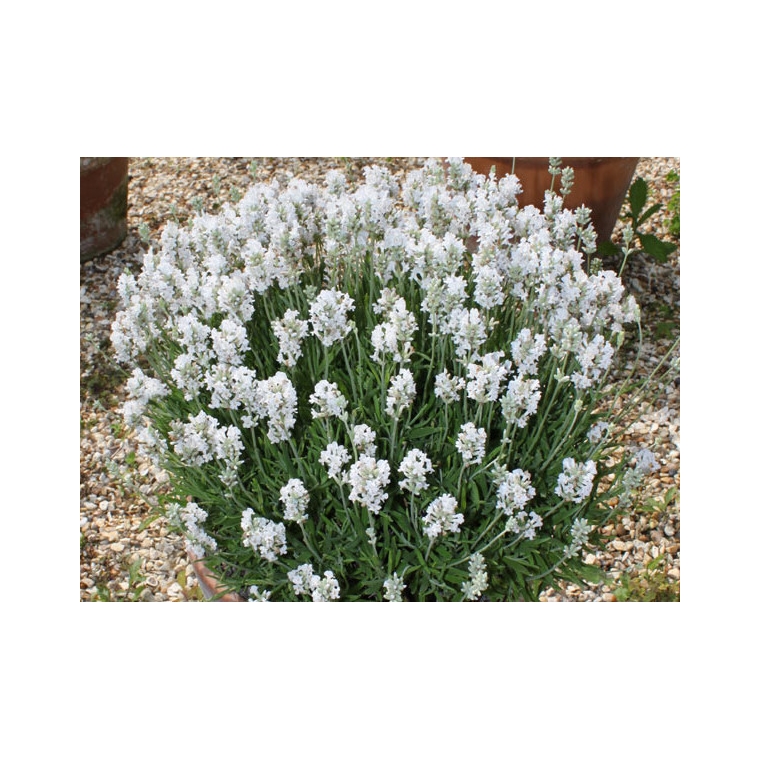 Lavandula angustoflia'Arctic Snow'