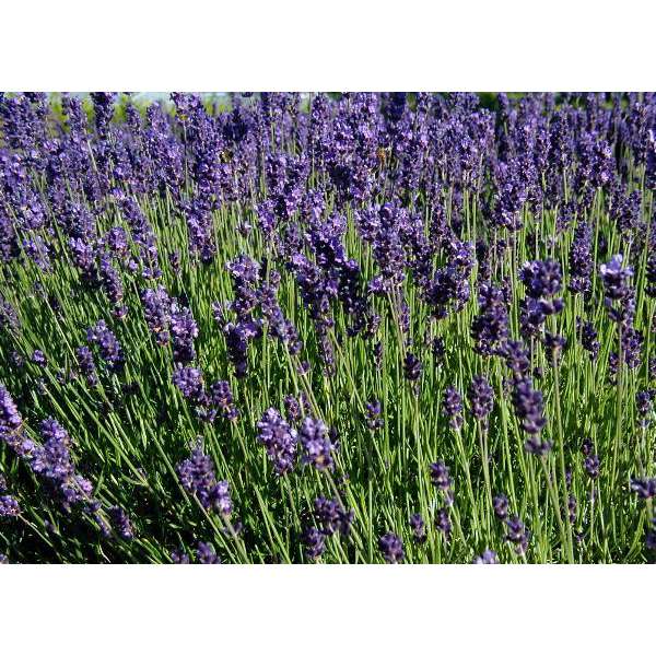 Lavandula angustifolia