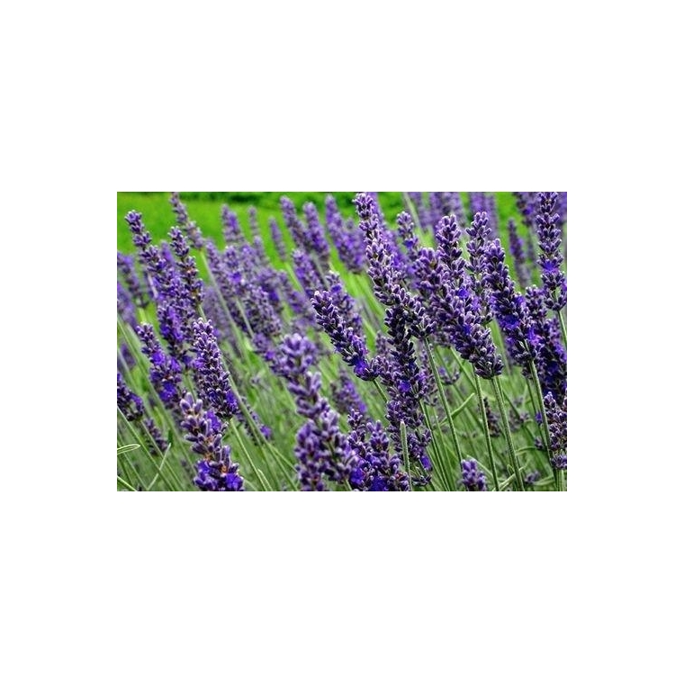 Lavandula angustifolia'Munstead'