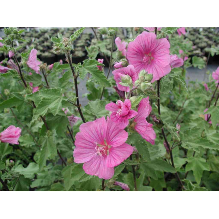 Lavatera'Burgundy Wine' 