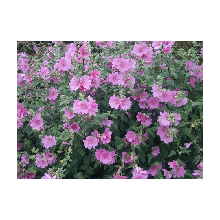 Lavatera'Rosea' 