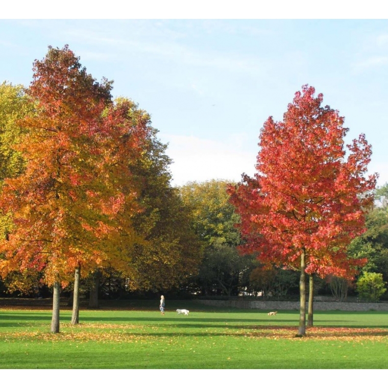 Liquidambar styraciflua 