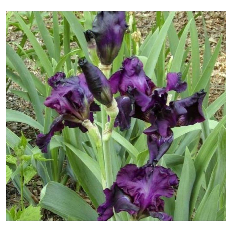 Iris germanica'Joanna'