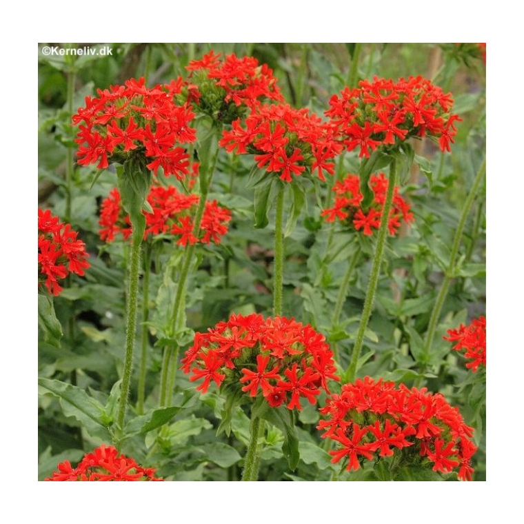 Lychnis chalcedonica