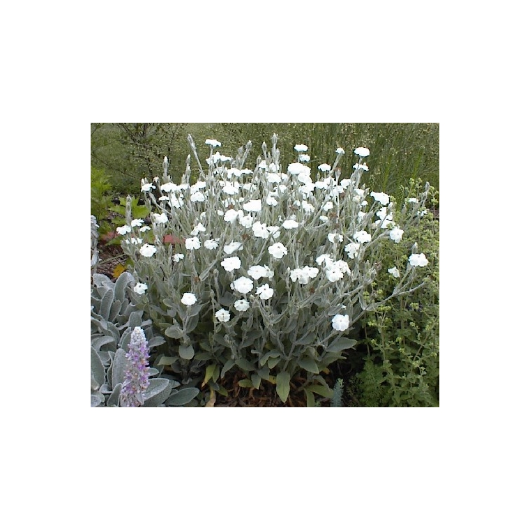 Lychnis coronaria'Alba'