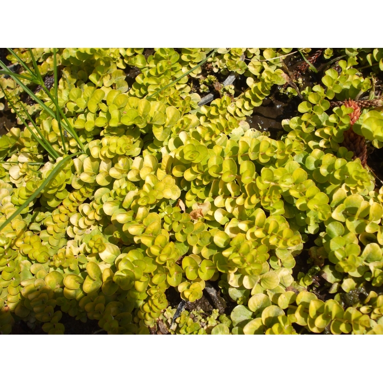 Lysimachia nummularia'Aurea'