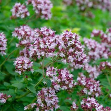 Origanum majorana