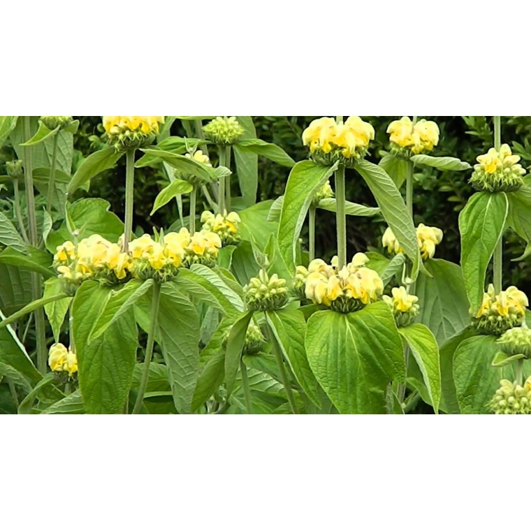 Phlomis russeliana