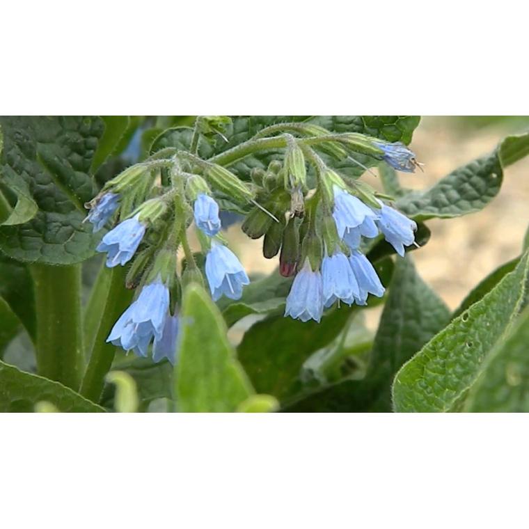 Symphytum azureum