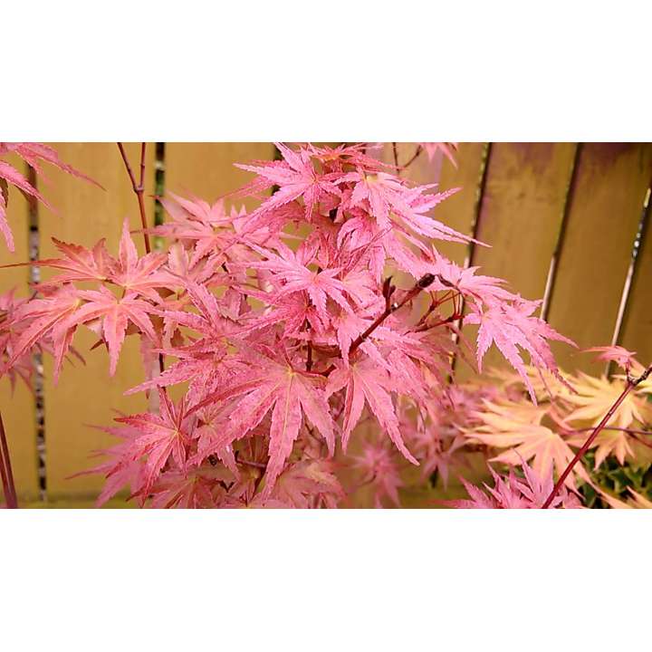 Acer palmatum'Phoenix' 