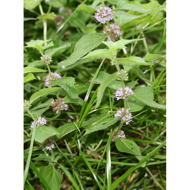 Mentha arvensis