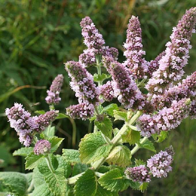 Mentha spicata