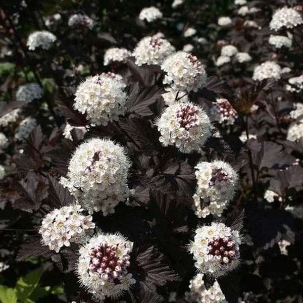 Physocarpus opulifolius'Midnight' 