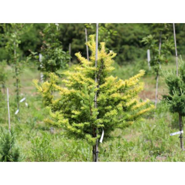 Larix kaempferi'Magic Gold' 