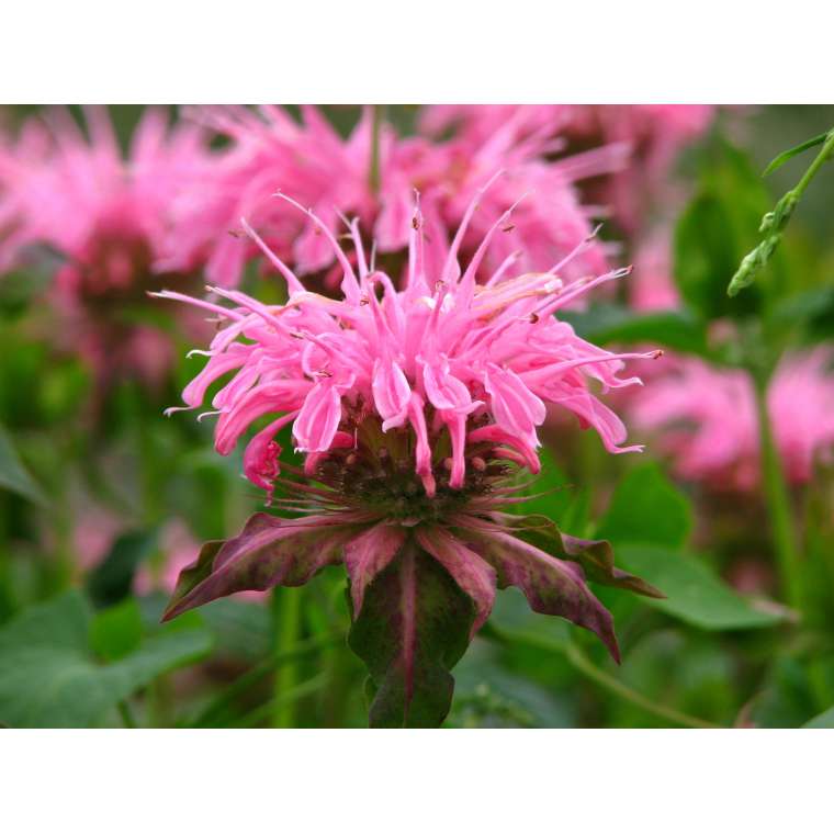 Monarda'Croftway Pink' 