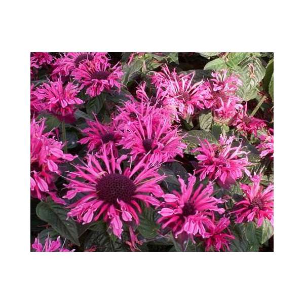 Monarda'Pink Lace'