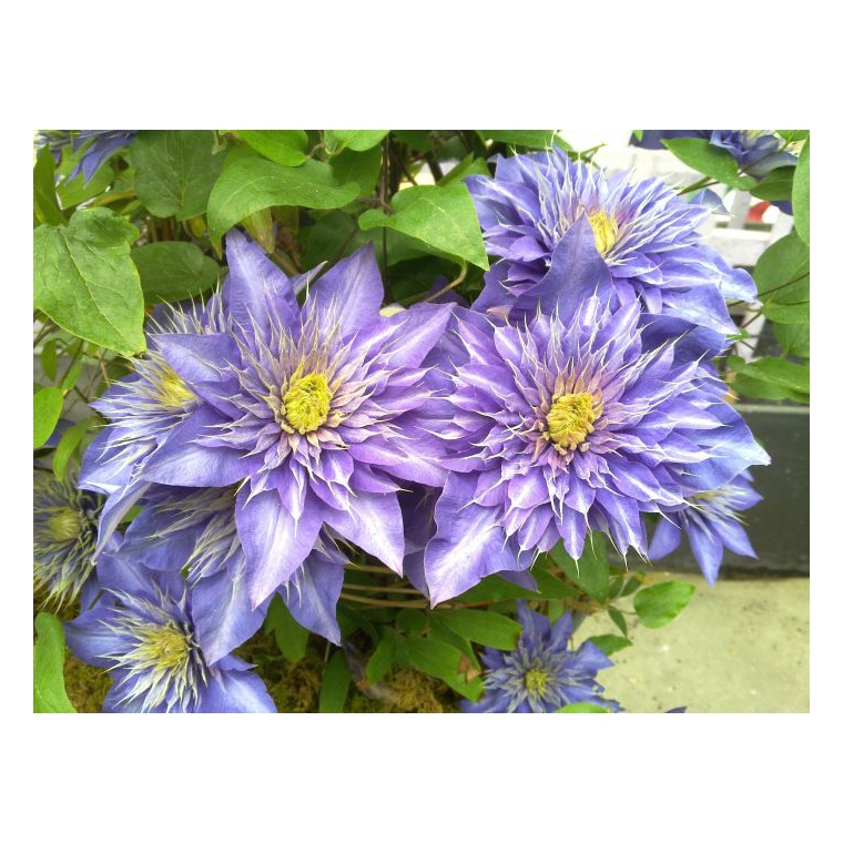 Clematis'Multi Blue' 