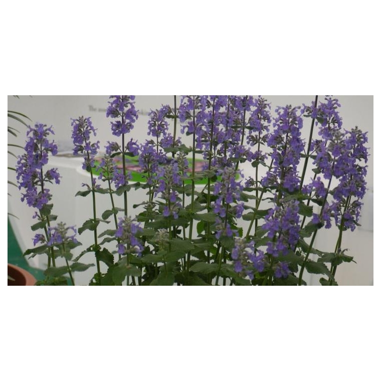 Nepeta grandiflora'Summer Magic'