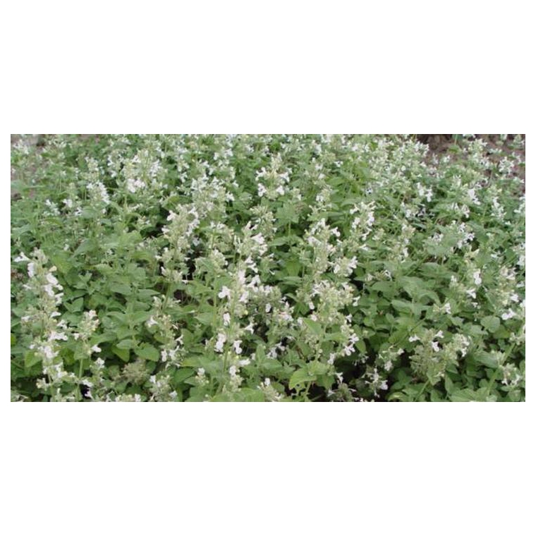 Nepeta racemosa'Snowflake'