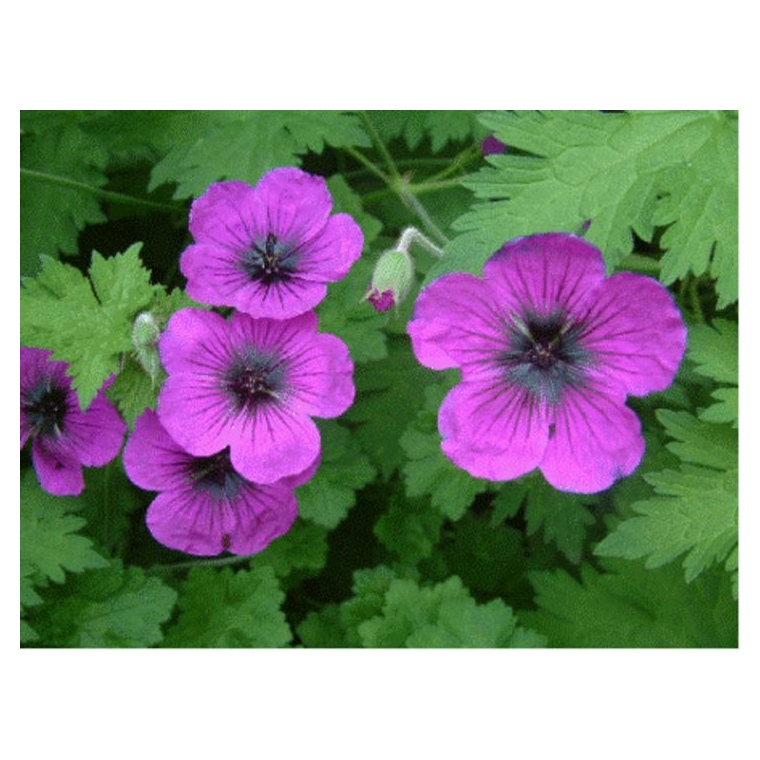 Geranium'Dragon Heart'