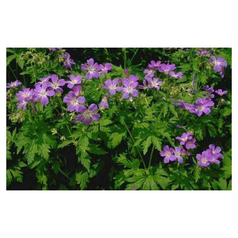 Geranium sylvaticum'Mayflower'