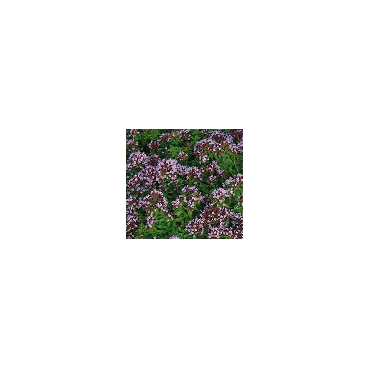 Origanum vulgare'Compactum'