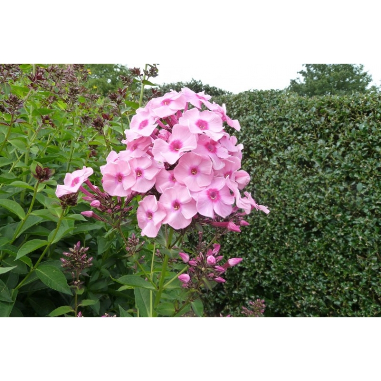 Phlox paniculata'Herbstwalzer'