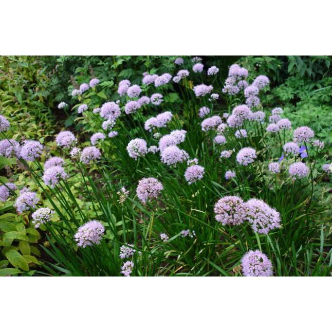 Allium'Pink Planet'