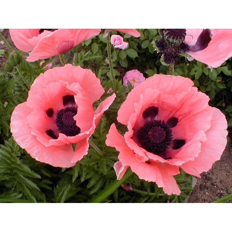 Papaver orientale'Prinzessin Viktoria Luise'